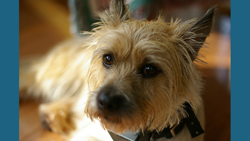 Cairn Terrier 2