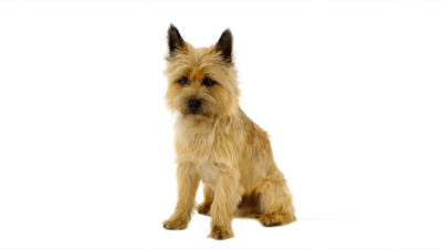 Cairn Terrier 3