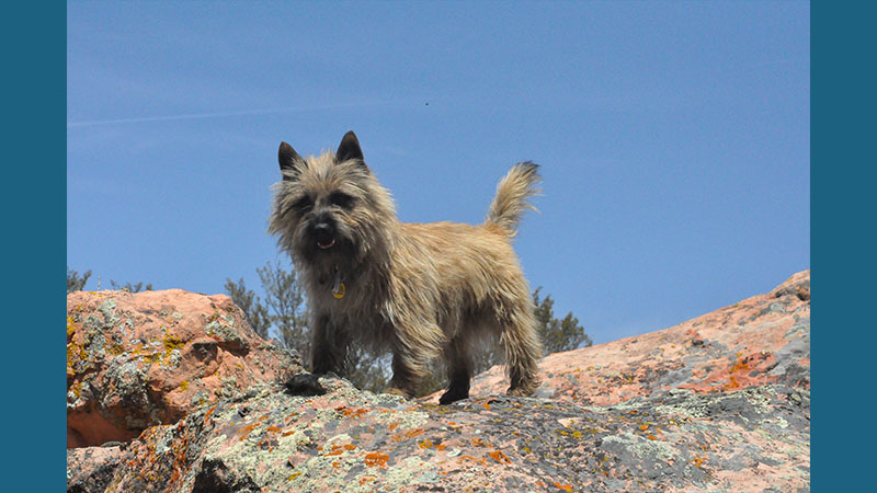 Cairn Terrier 4