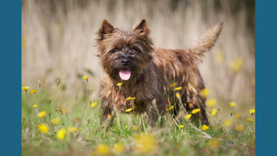 Cairn Terrier 5