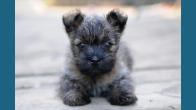 Cairn Terrier 7