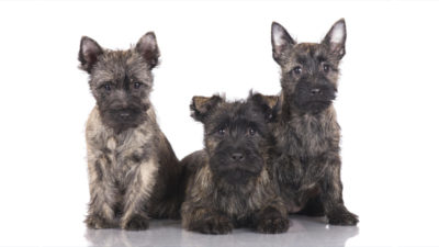 Cairn Terrier 8