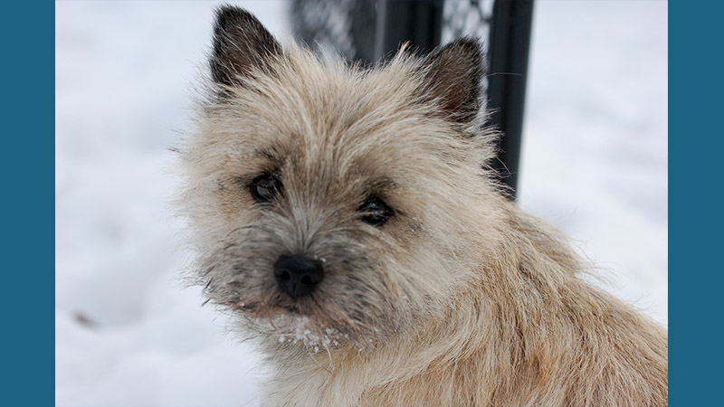 Cairn Terrier 9