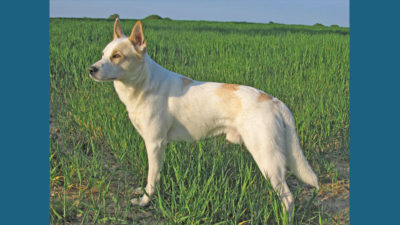 Canaan Dog 1