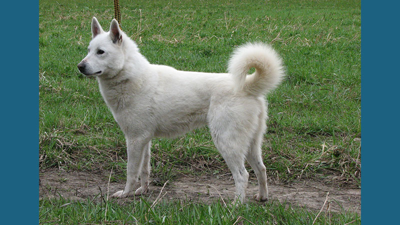 Canaan Dog 3