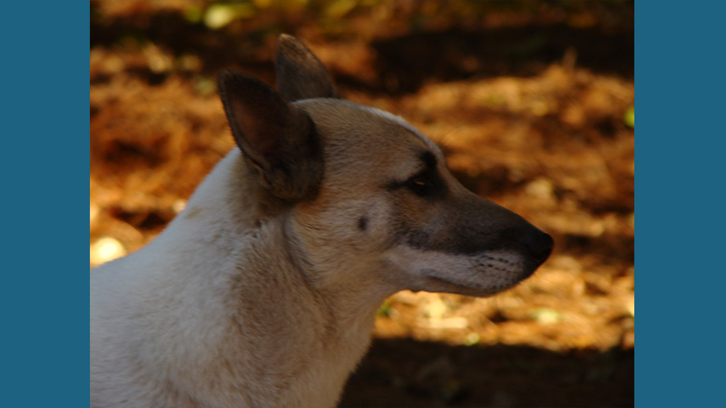 Canaan Dog 4