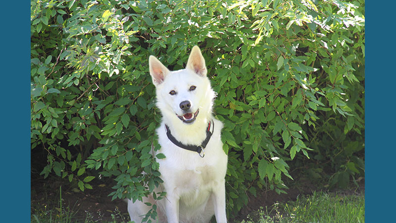 Canaan Dog 6