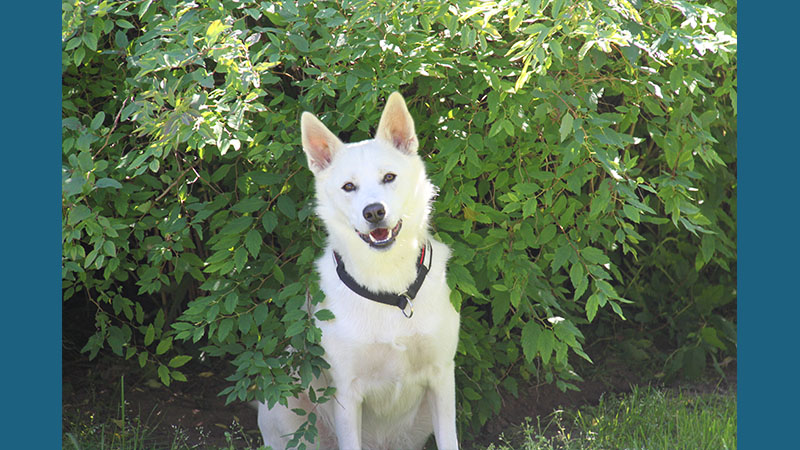 Canaan Dog 6