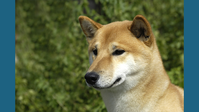 Canaan Dog 7