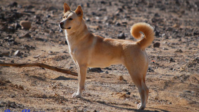 Canaan Dog 8