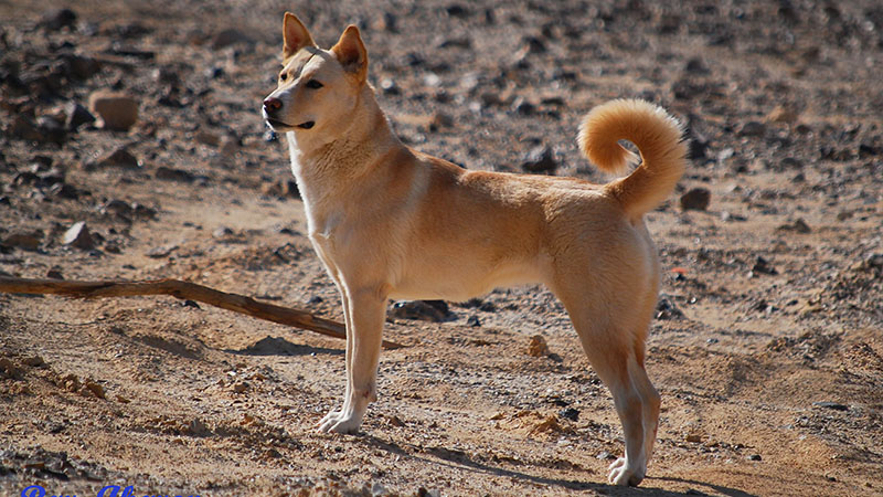 Canaan Dog 8