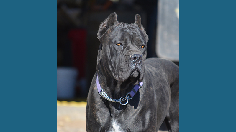 Cane Corso 1