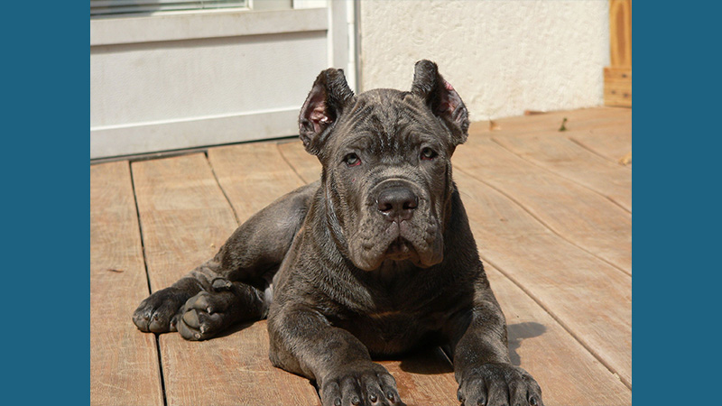 Cane Corso 10