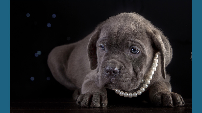 Cane Corso 11