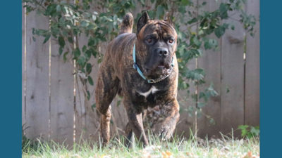 Cane Corso 12