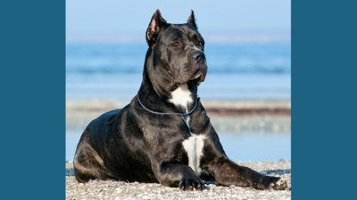 Cane Corso 13