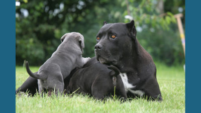 Cane Corso 2