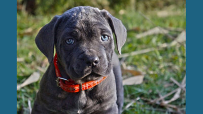 Cane Corso 3