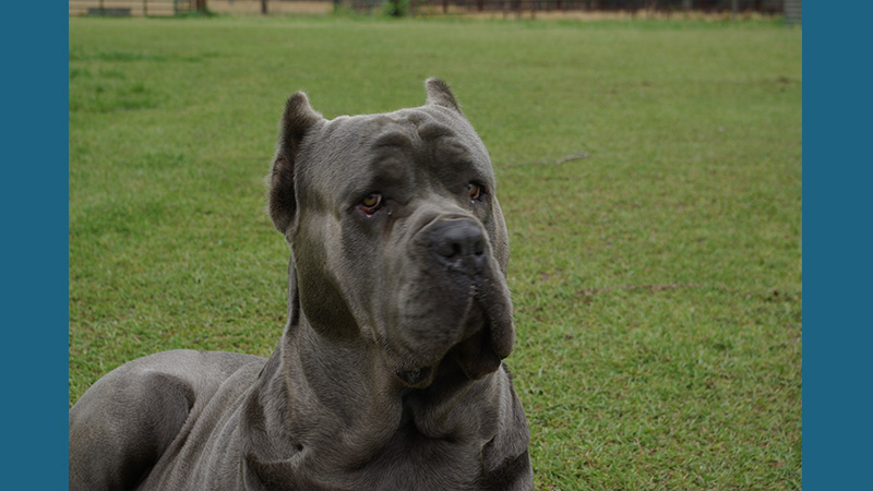 Cane Corso 4