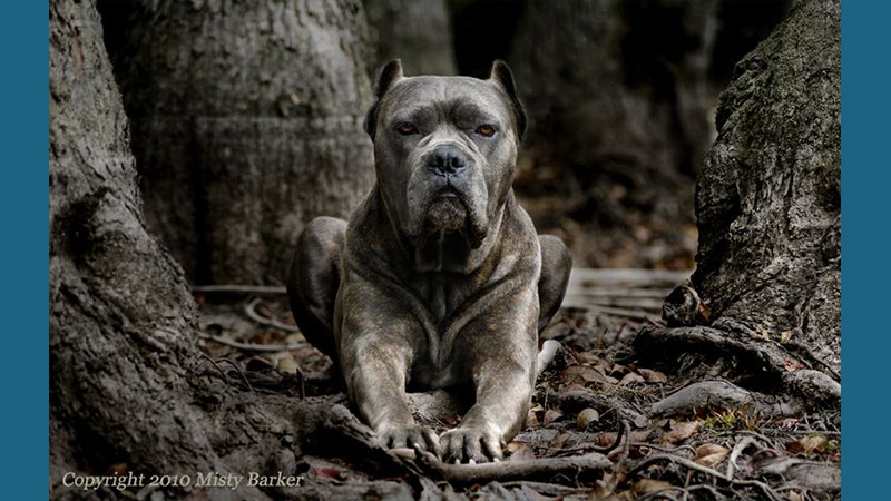 Cane Corso 5