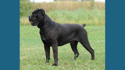 Cane Corso 6