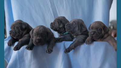 Cane Corso 7