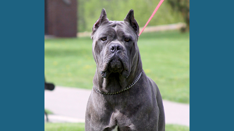 Cane Corso 8