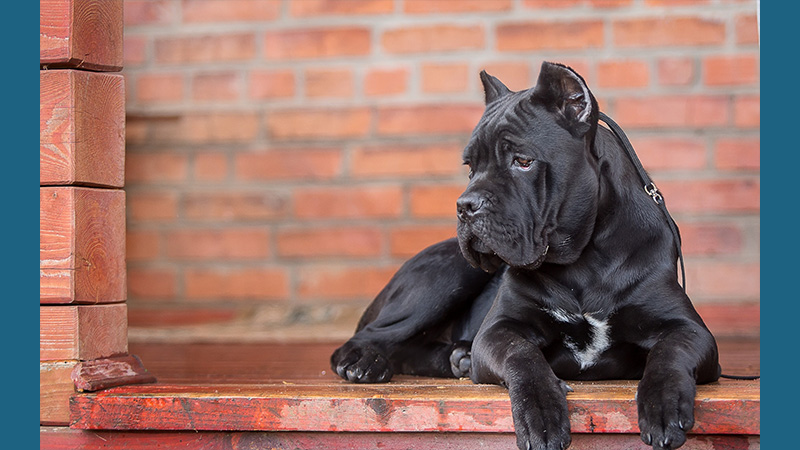 Cane Corso 9