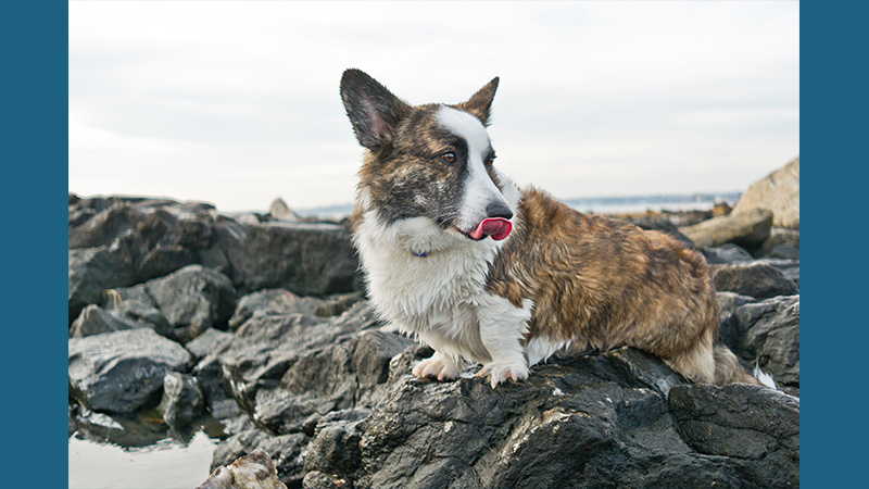 Cardigan Welsh Corgi 1