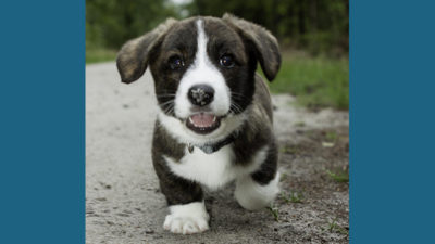 Cardigan Welsh Corgi 10