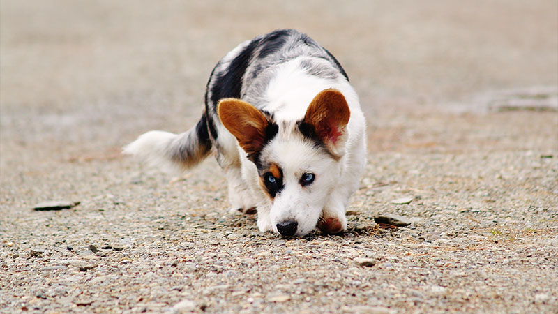 Cardigan Welsh Corgi 11