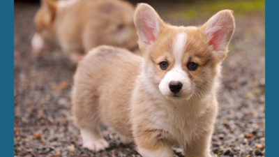 Cardigan Welsh Corgi 12