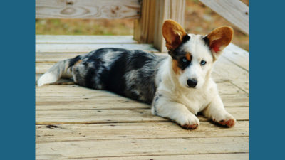 Cardigan Welsh Corgi 13