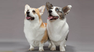 Cardigan Welsh Corgi 14