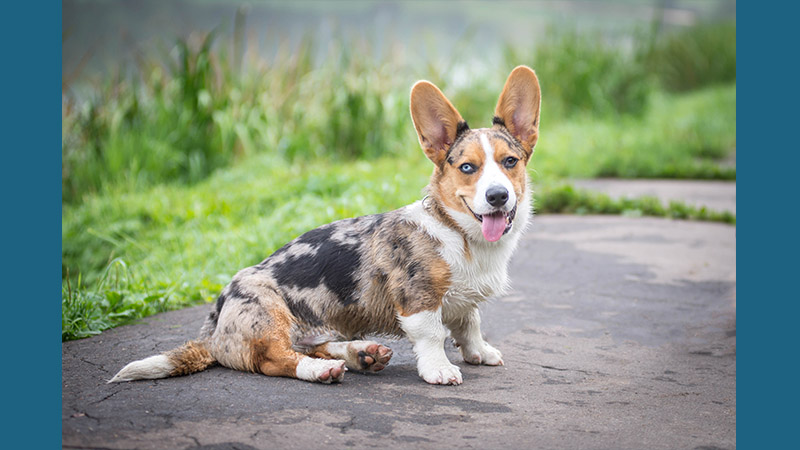 Cardigan Welsh Corgi 15