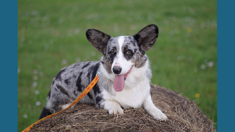 Cardigan Welsh Corgi 16