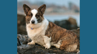 Cardigan Welsh Corgi 2