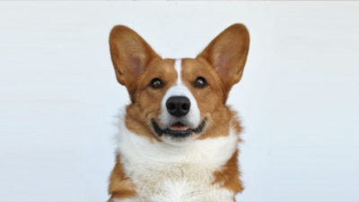 Cardigan Welsh Corgi 3