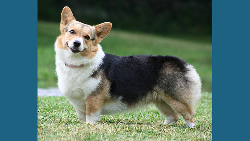 Cardigan Welsh Corgi 4