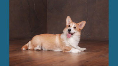 Cardigan Welsh Corgi 5