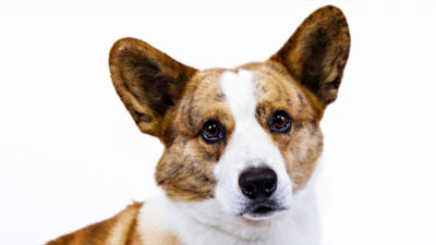 Cardigan Welsh Corgi 6