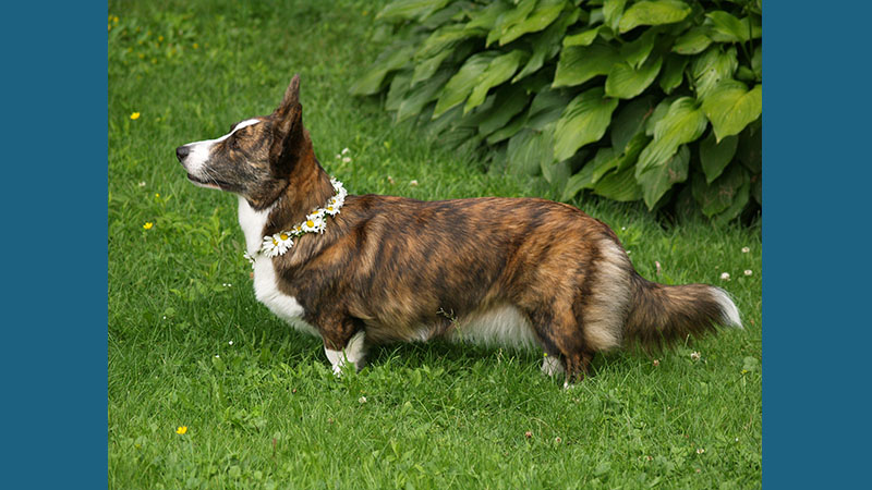 Cardigan Welsh Corgi 7