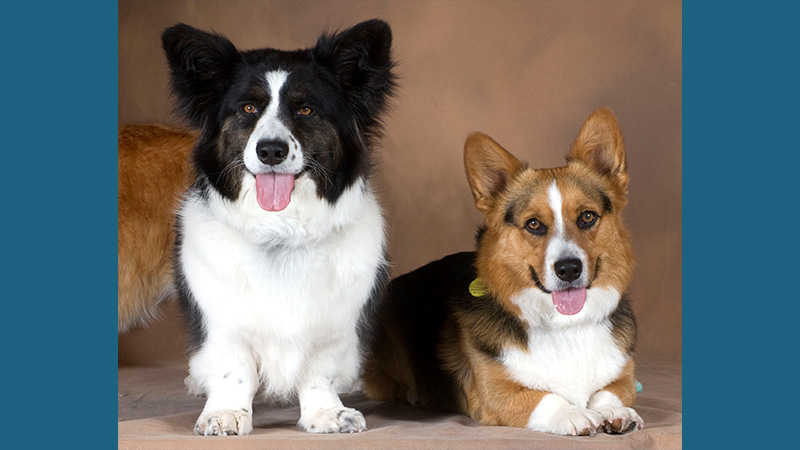 Cardigan Welsh Corgi 9