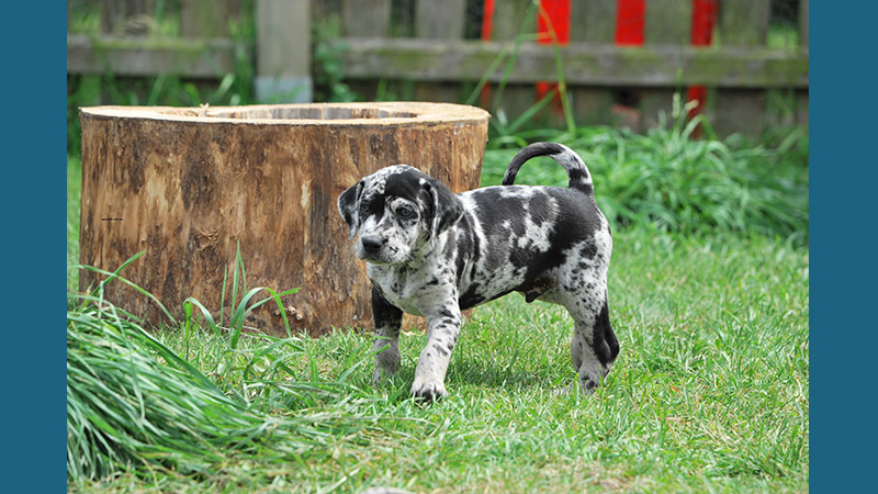 Catahoula Leopard Dog 1