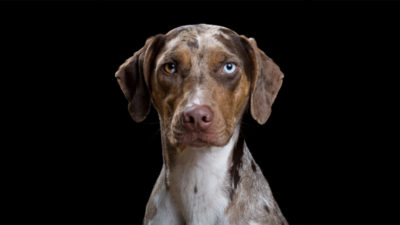 Catahoula Leopard Dog 10