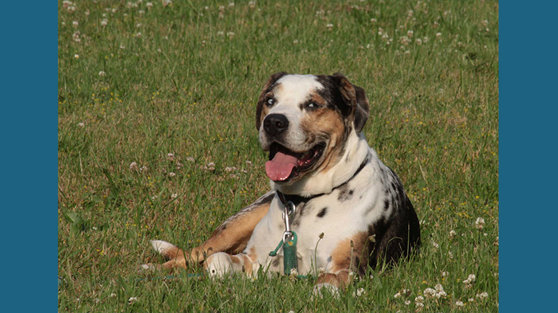 Catahoula Leopard Dog 11