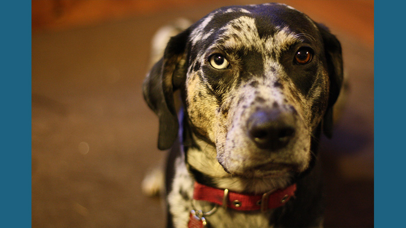 Catahoula Leopard Dog 12