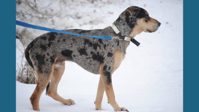 Catahoula Leopard Dog 13