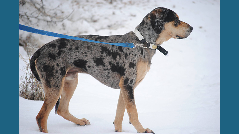 Catahoula Leopard Dog 13