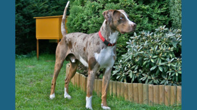 Catahoula Leopard Dog 2